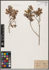 Foto von Salix aurita L. x Salix myrtilloides L.